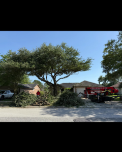 Business queued-photos - Mitchell’s Tree Service