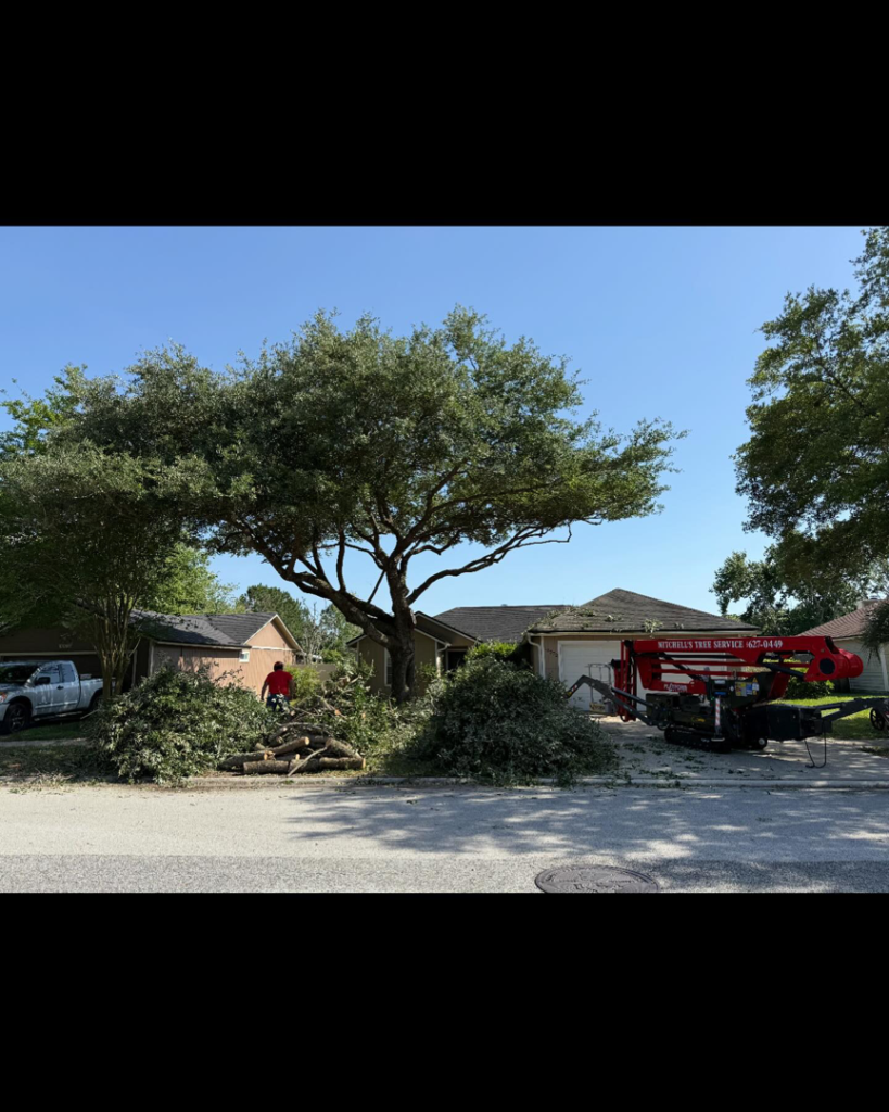 Business queued-photos - Mitchell’s Tree Service