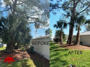 Business queued-photos - Mitchell’s Tree Service