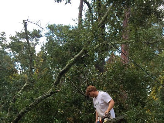 Business queued-photos - Mitchell’s Tree Service