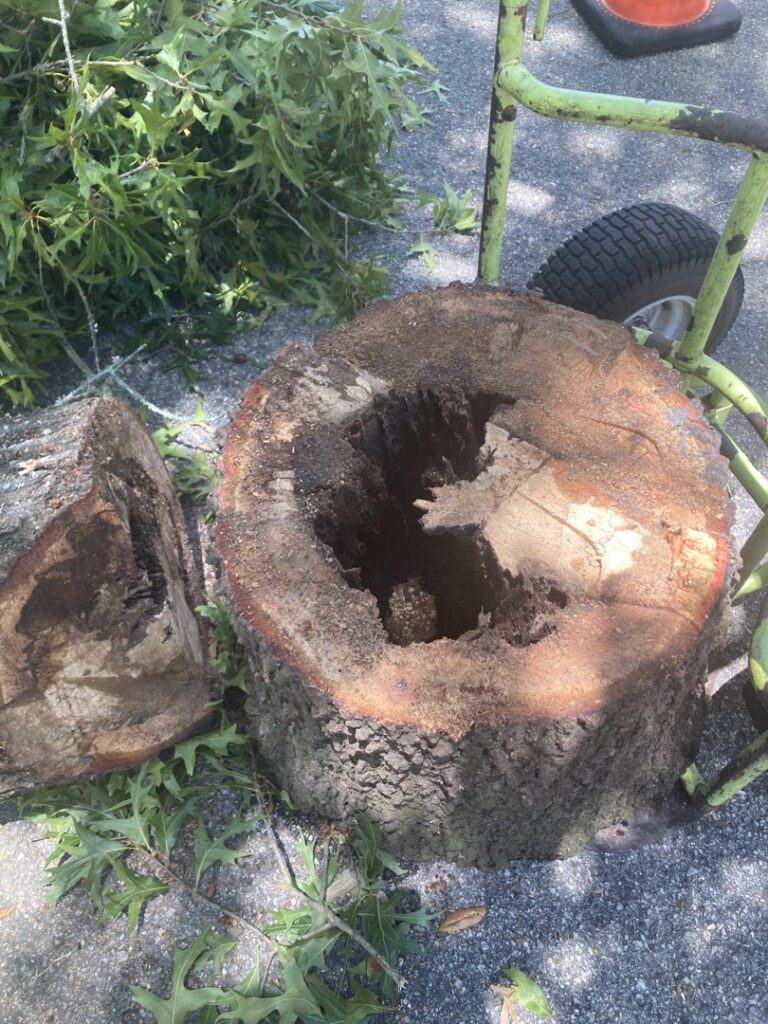 Business queued-photos - Mitchell’s Tree Service