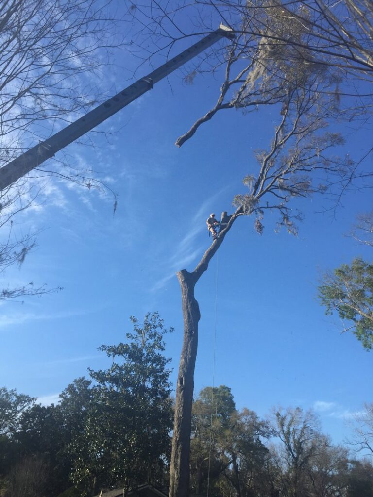 Business queued-photos - Mitchell’s Tree Service