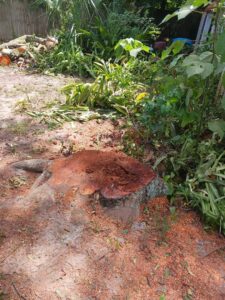 Business queued-photos - Mitchell’s Tree Service