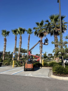 Business queued-photos - Braddock’s Tree Service