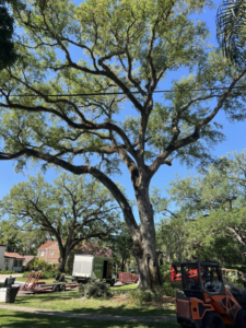 Business queued-photos - Braddock’s Tree Service