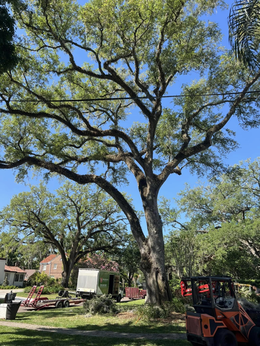 Business queued-photos - Braddock’s Tree Service