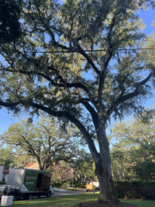 Business queued-photos - Braddock’s Tree Service