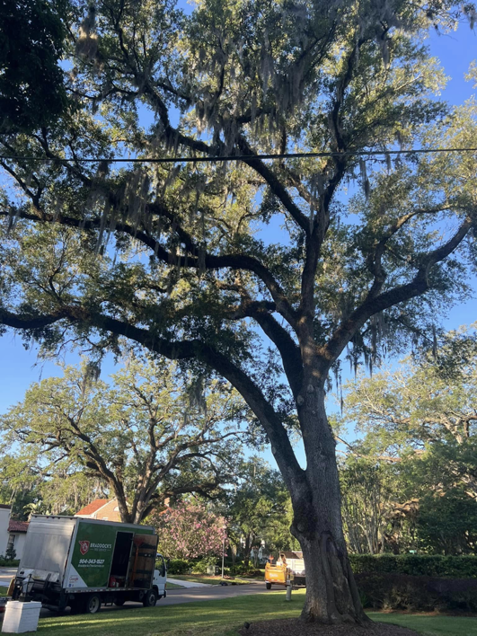 Business queued-photos - Braddock’s Tree Service