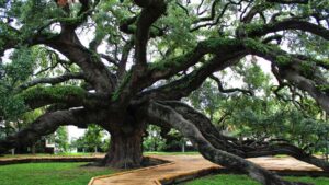 Business queued-photos - Braddock’s Tree Service