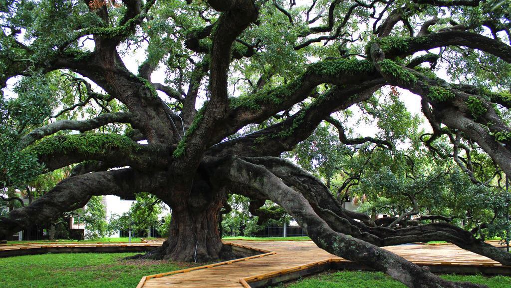 Business queued-photos - Braddock’s Tree Service