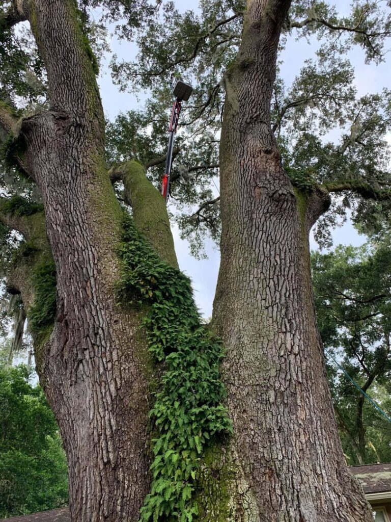 Business queued-photos - Braddock’s Tree Service