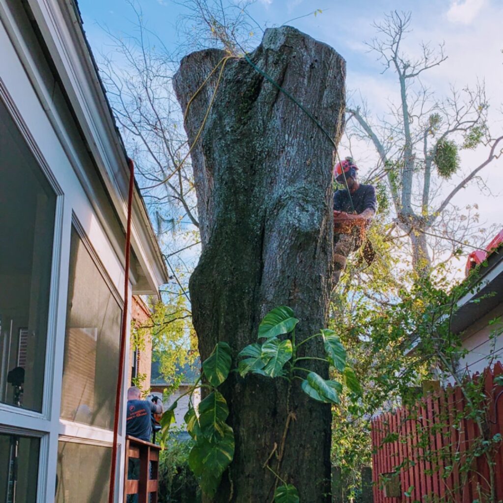 Business queued-photos - Braddock’s Tree Service