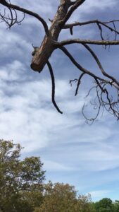 Business queued-photos - Braddock’s Tree Service