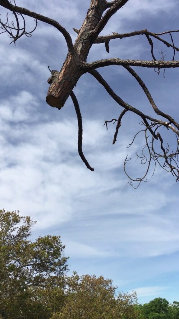 Business queued-photos - Braddock’s Tree Service