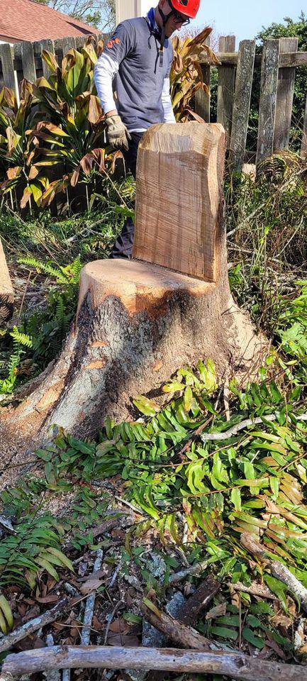 Business queued-photos - Braddock’s Tree Service