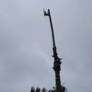 Business queued-photos - SA Tree Care & Maintenance