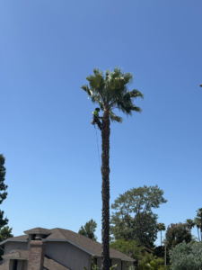 Business queued-photos - SA Tree Care & Maintenance
