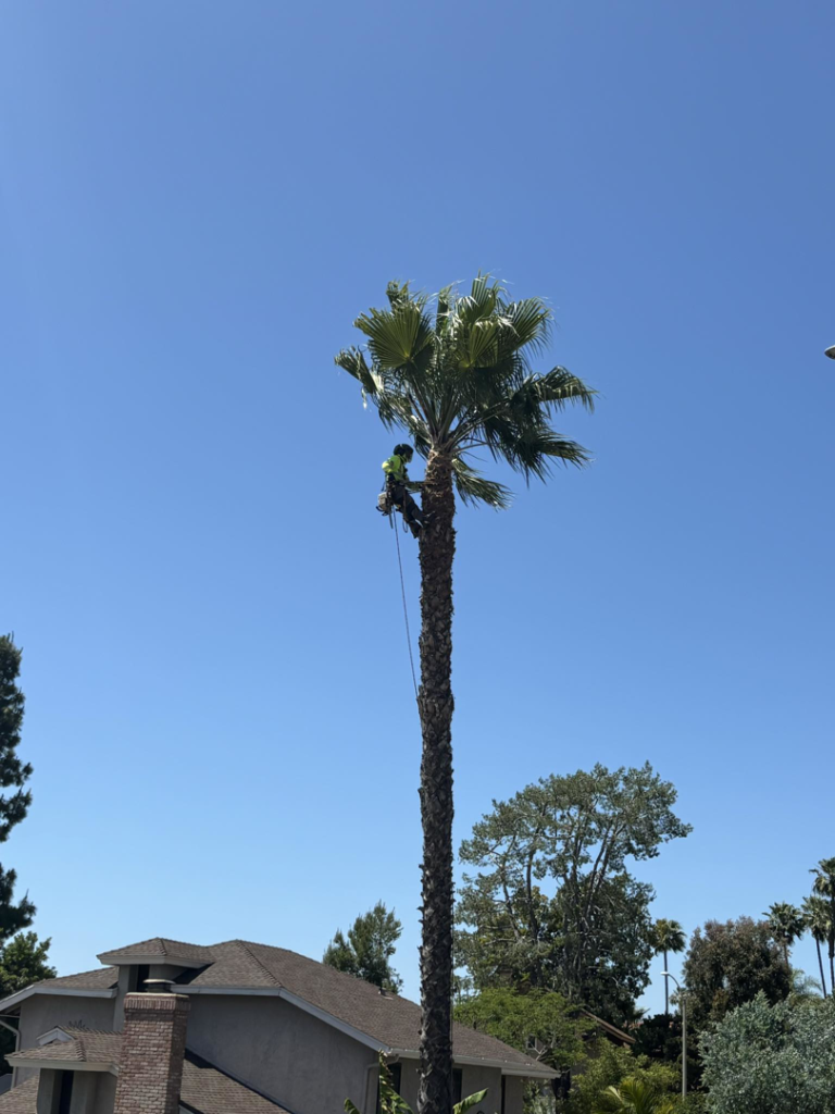 Business queued-photos - SA Tree Care & Maintenance