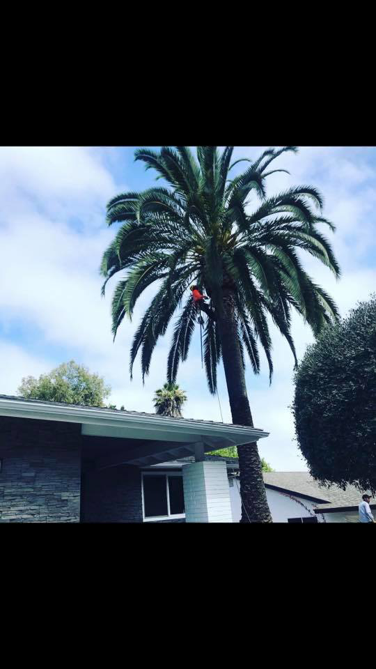Business queued-photos - SA Tree Care & Maintenance