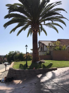 Business queued-photos - SA Tree Care & Maintenance