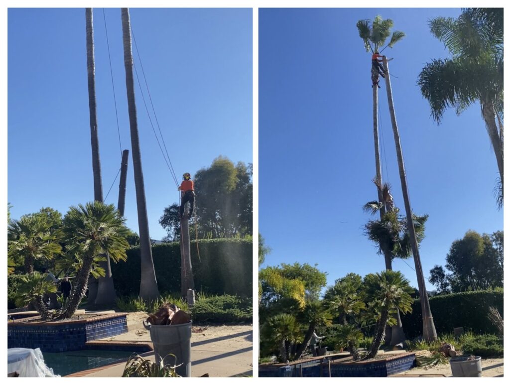 Business queued-photos - SA Tree Care & Maintenance
