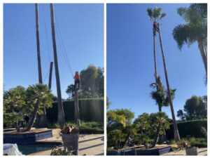 Business queued-photos - SA Tree Care & Maintenance