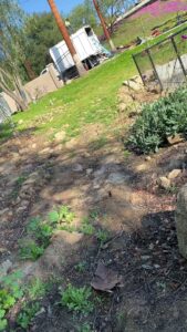 Business queued-photos - SA Tree Care & Maintenance