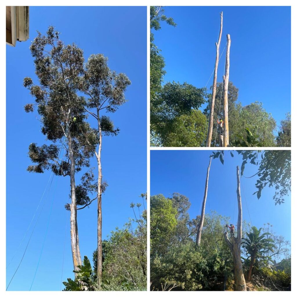 Business queued-photos - SA Tree Care & Maintenance