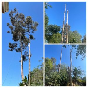 Business queued-photos - SA Tree Care & Maintenance
