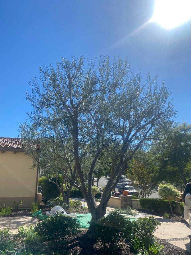 Business queued-photos - SA Tree Care & Maintenance