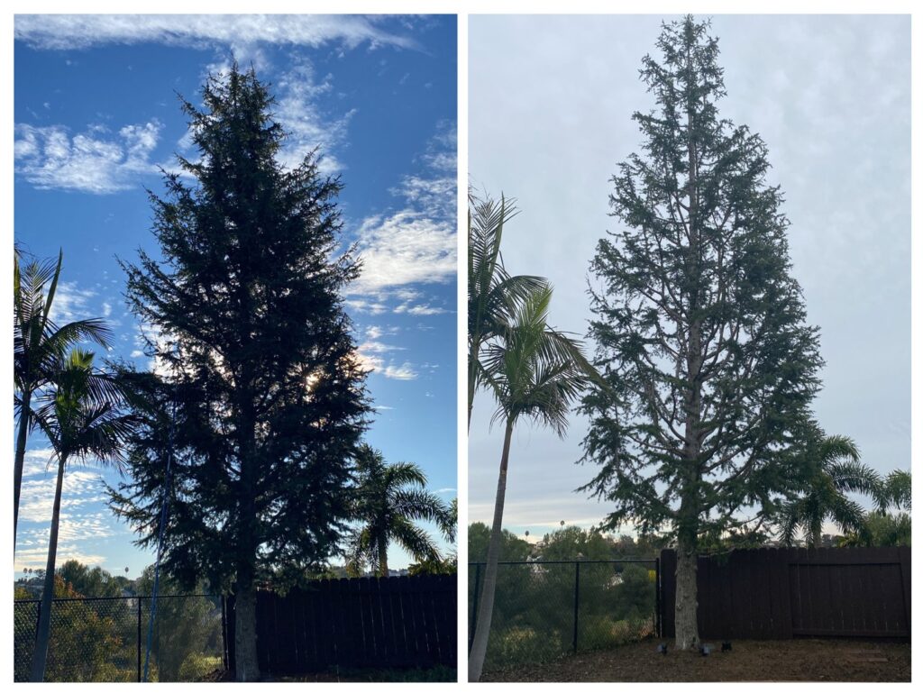 Business queued-photos - SA Tree Care & Maintenance