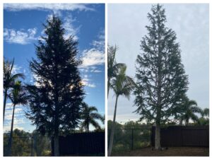 Business queued-photos - SA Tree Care & Maintenance