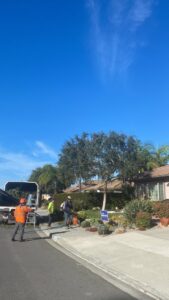 Business queued-photos - SA Tree Care & Maintenance