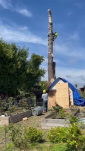 Business queued-photos - SA Tree Care & Maintenance