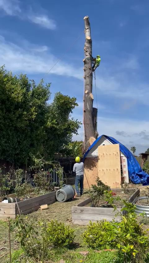 Business queued-photos - SA Tree Care & Maintenance