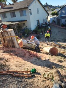 Business queued-photos - SA Tree Care & Maintenance