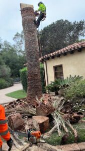 Business queued-photos - SA Tree Care & Maintenance