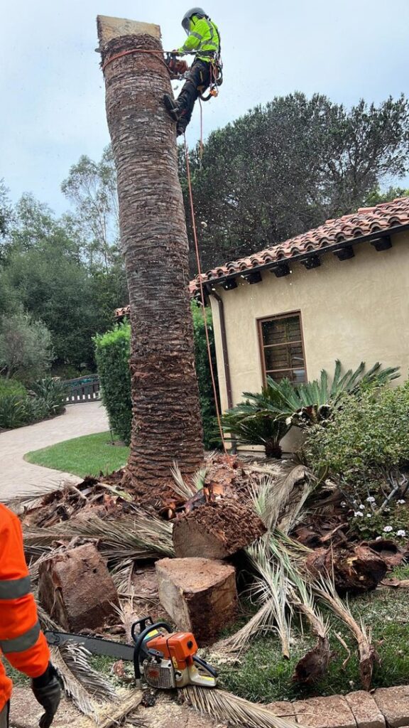 Business queued-photos - SA Tree Care & Maintenance