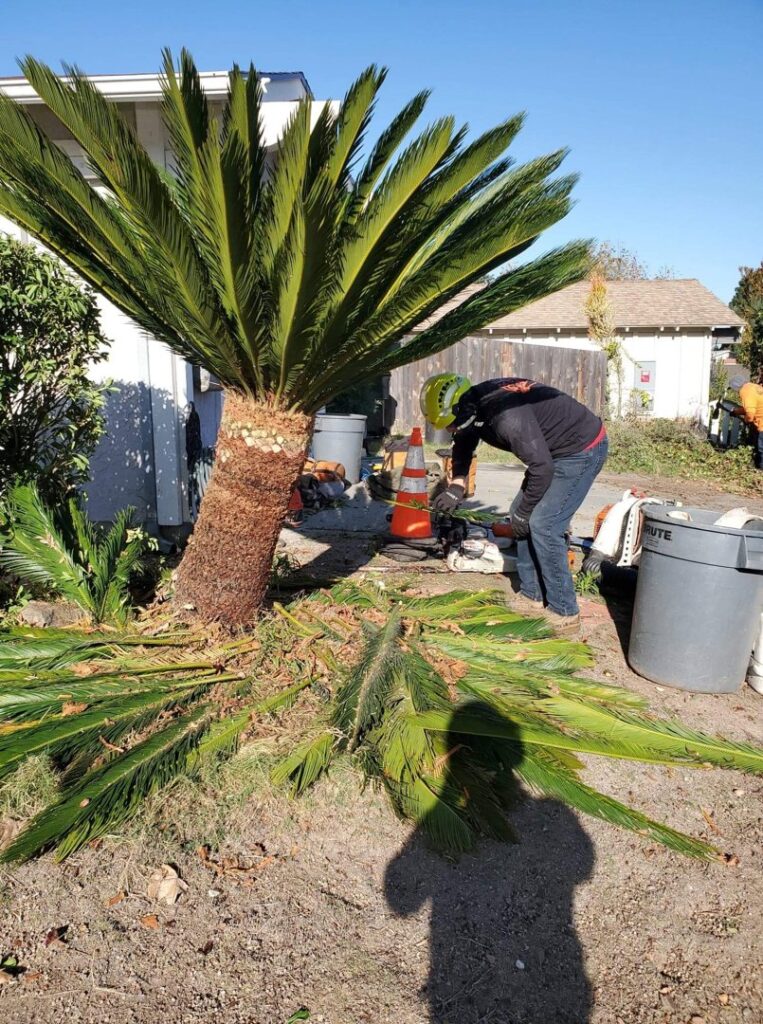 Business queued-photos - SA Tree Care & Maintenance