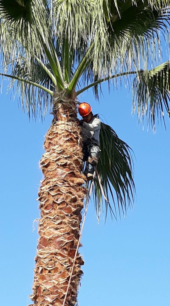 Business queued-photos - New Horizon Tree Service