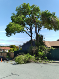 Business queued-photos - New Horizon Tree Service