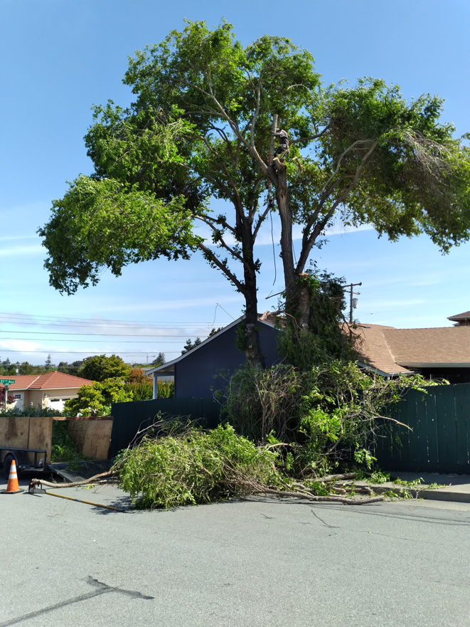 Business queued-photos - New Horizon Tree Service