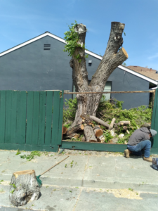 Business queued-photos - New Horizon Tree Service
