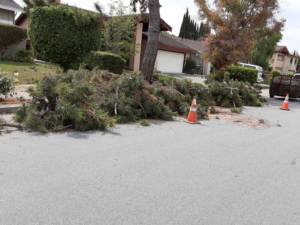 Business queued-photos - New Horizon Tree Service