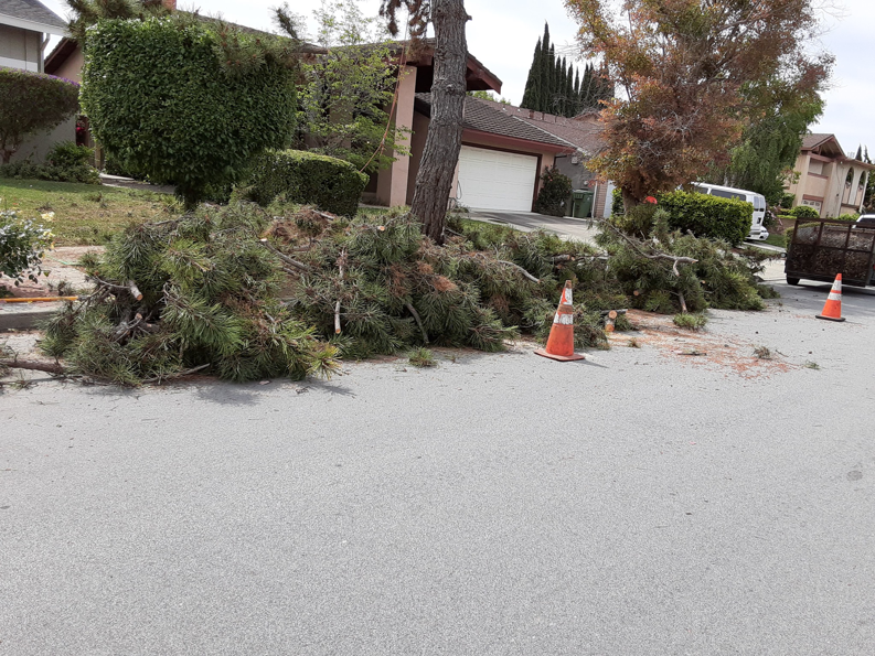 Business queued-photos - New Horizon Tree Service