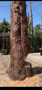 Business queued-photos - NewVista Tree Service