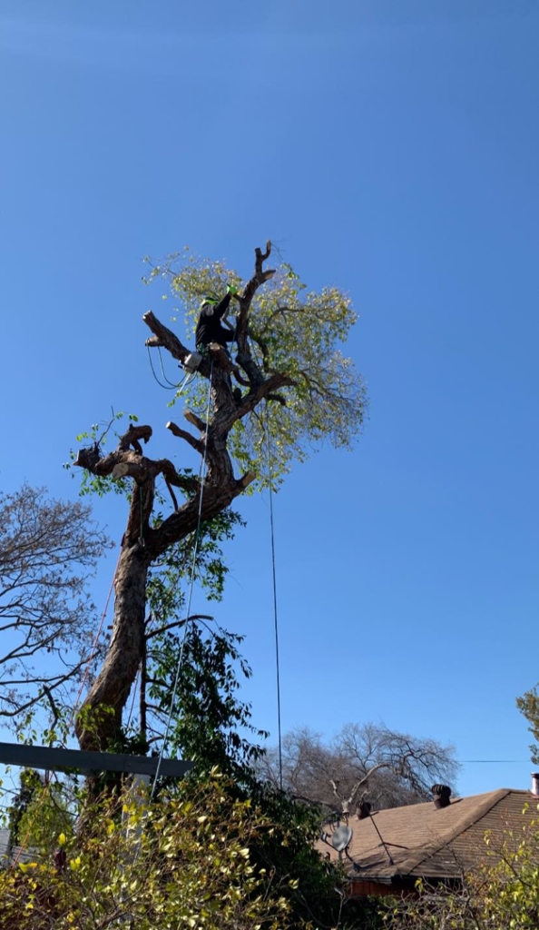 Business queued-photos - NewVista Tree Service