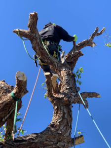 Business queued-photos - NewVista Tree Service