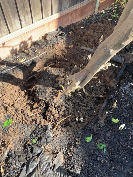 Business queued-photos - NewVista Tree Service