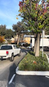 Business queued-photos - NewVista Tree Service